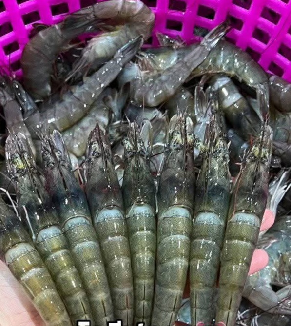 ກຸ້ງຂາວແພັກ