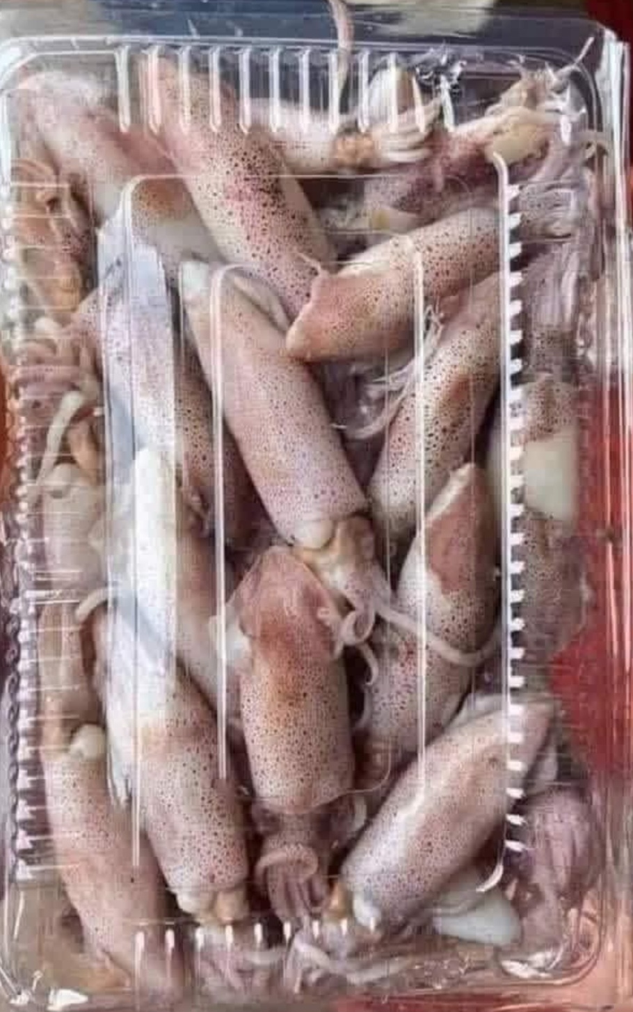 ມືກກະຕອຍນ້ອຍ